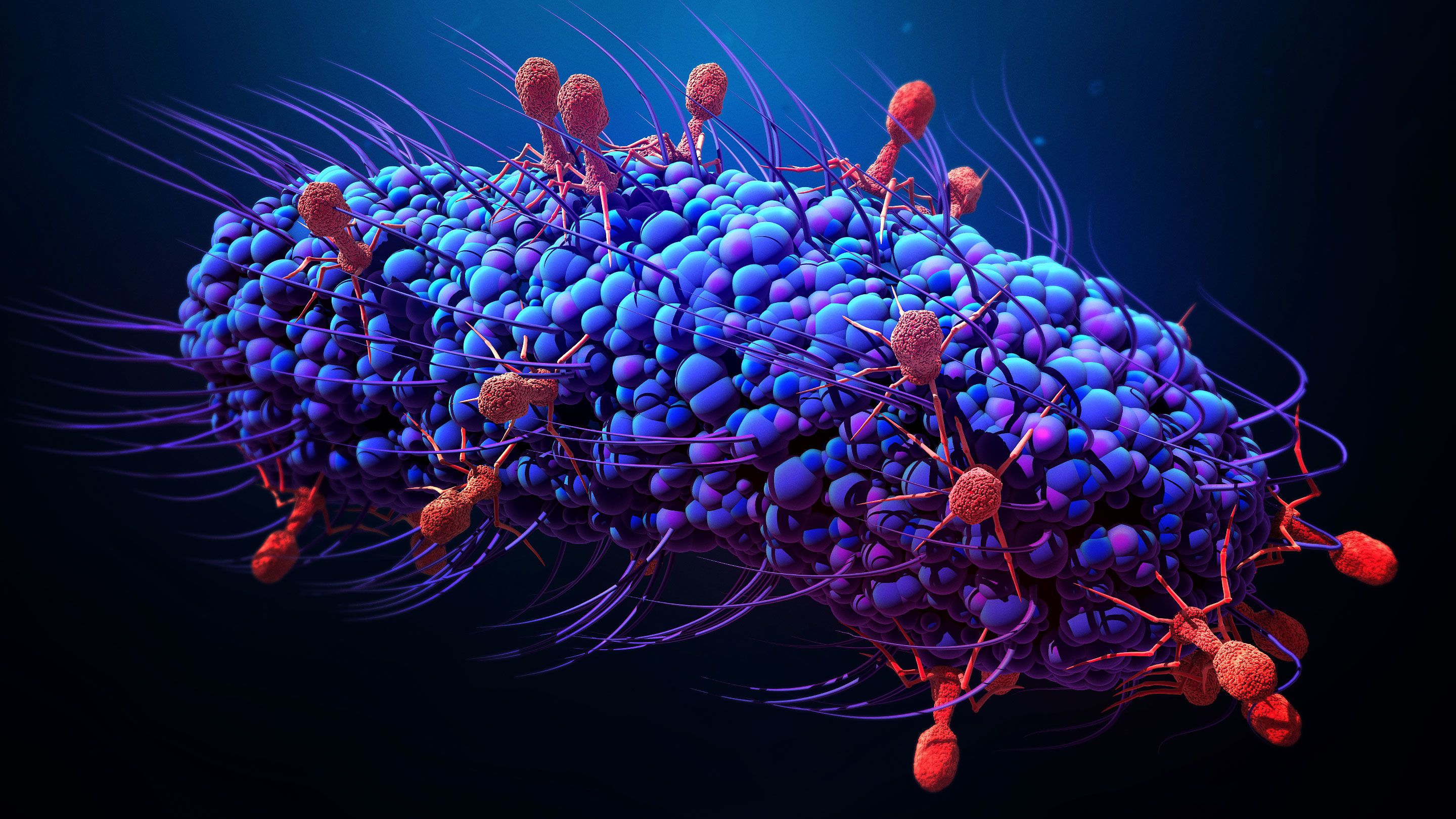 Topbillede med grafisk fremstilling af bakterie kultur